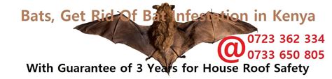 Jopestkil Kenya Top Best Ways And Methods To Get Rid Of Bats