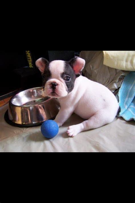 Hungry French Bulldog Bulldog French Bulldog Puppies