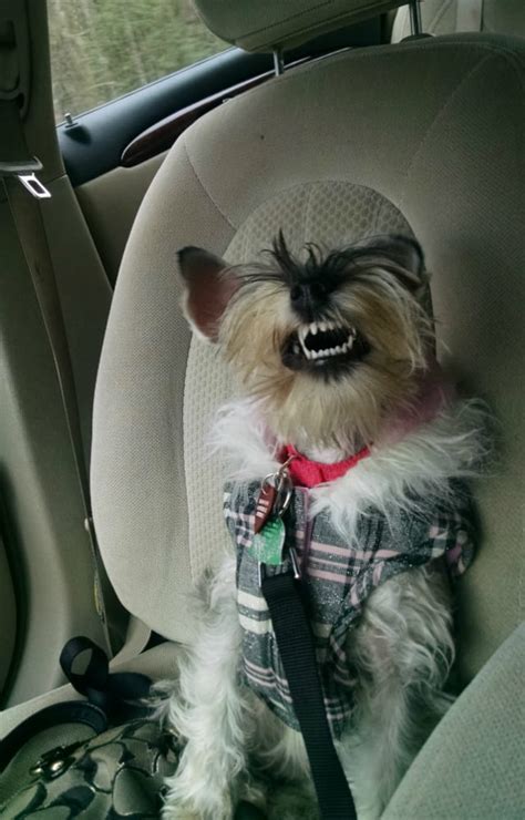 20 Ridiculous Sneezing Dog Faces