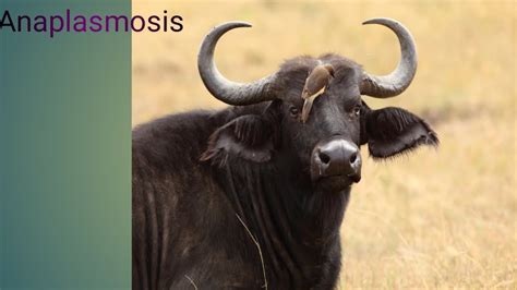 Anaplasmosis Treatment In Cow Treatment Of Anaplasmosis In Cattle