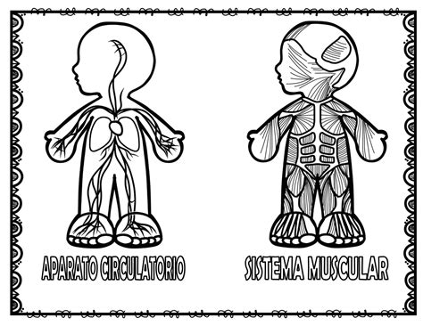 Estupendos diseños de los sistemas y aparatos del cuerpo humano para