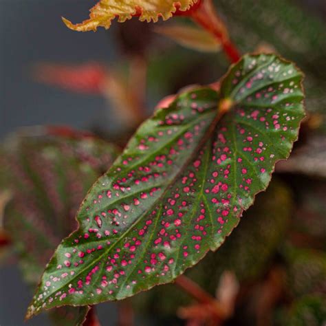 Begonia Polka Dot Pink Benigo Ma A Szklarnia