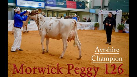 Uk Dairy Expo 2yr Ayrshire Heifer Class Judge Jennifer Thomas Ohio