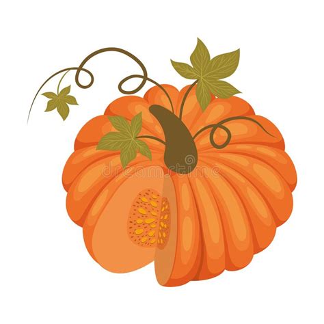 Isolated Autumn Pumpkin Vector Design Stock Vector Illustration Of