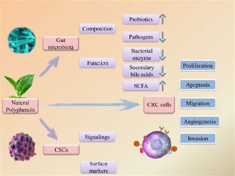 The Role Of Polyphenols In The Gut Microbiota Cancer Stem Cells Download Scientific Diagram