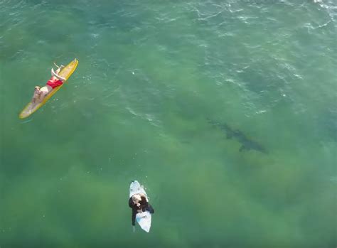 Drone Captures The Moment A Shark Lurks Beneath Unsuspecting Surfers