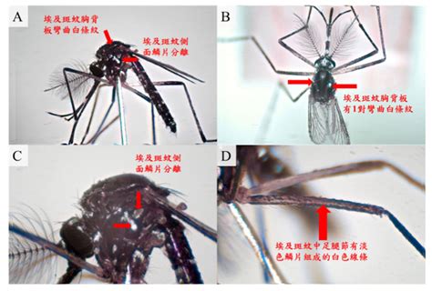 暖化恐使登革熱北漂！國衛院模型推測：埃及斑蚊分布最北將可到台中 Ettoday生活新聞 Ettoday新聞雲