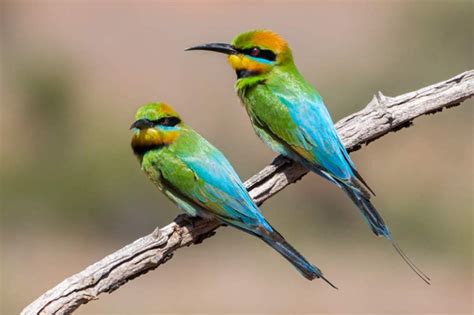 Rainbow Bee Eater Merops Ornatus