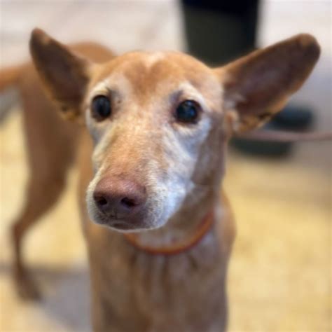 Podenco Romera Hat Endlich Ein Zuhause Salva Hundehilfe E V