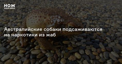 Австралийские собаки подсаживаются на наркотики из жаб — Нож
