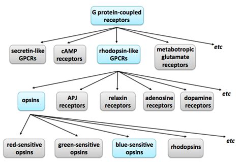 What Are Protein Families Protein Classification