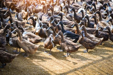 Brown Ducks Farm - Lots of Duck in Local Farm for Duck Egg Production ...