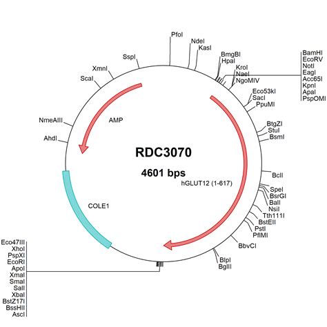 Human GLUT12 NP 660159 1 VersaClone CDNA RDC3070 R D Systems