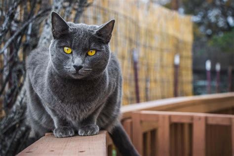 10 Tips To Create A Safe And Cat Proof Balcony Tractive