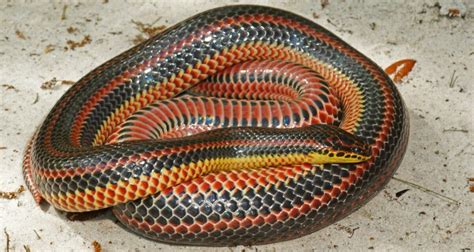 Rainbow Snake Facts Description And Pictures