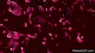 Free wedding falling rose petals animation background. on Make a GIF