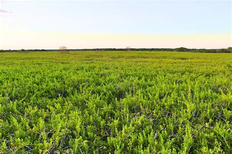 Free Images Landscape Water Nature Marsh Swamp Plant Farm Lawn