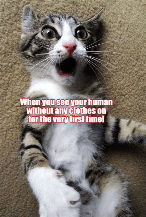 The Shock What Has Been Seen Cannot Be Unseen Lolcats Lol Cat Memes Funny Cats Funny