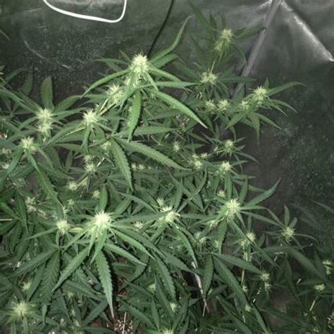 Silver Haze Northern Lights 5 X Haze Grow Diary Journal Week20 By