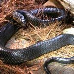 Texas Indigo Snake Facts And Pictures