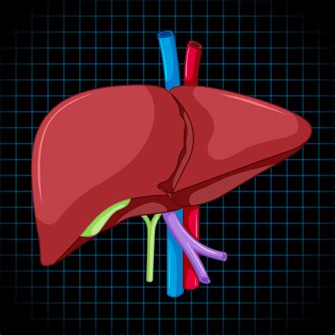 What Causes Liver Inflammation? – Swaarnim Ayurveda