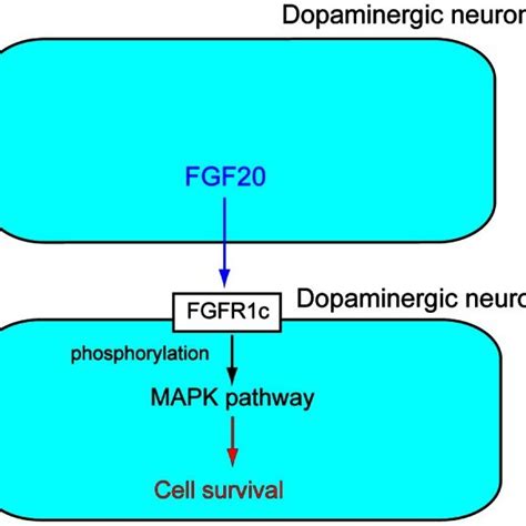 Evolutionary relationships within the human FGF gene family by ...