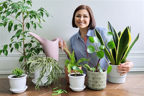 Summer Houseplant Propagation: Ideal Conditions for Growth | Garden America 