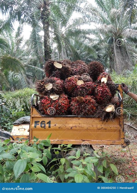 The Process Of Harvesting Palm Fruit In The Plantation Before Sending