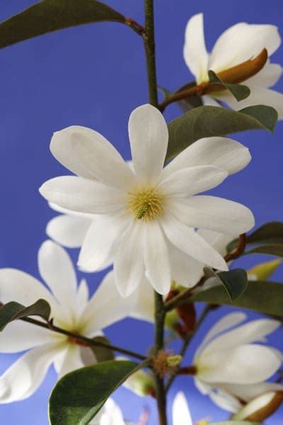 Buy Fairy Magnolia Magnolia Fairy Magnolia White Micjur05 Pbr