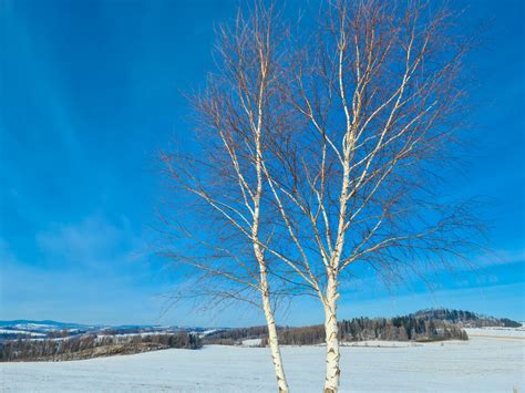 Birch Trees In Winter Free Stock Photo Public Domain Pictures