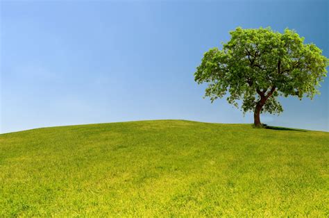 Oak Tree Landscape Free Stock Photo - Public Domain Pictures