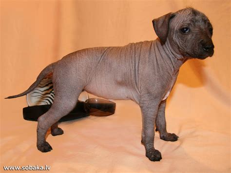 Xolo Puppy Mexican Hairless Dog Xoloitzcuintli Hairless Dog