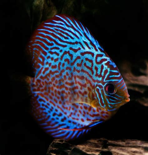 Colorful discus fish stock photo. Image of environmental - 3659510