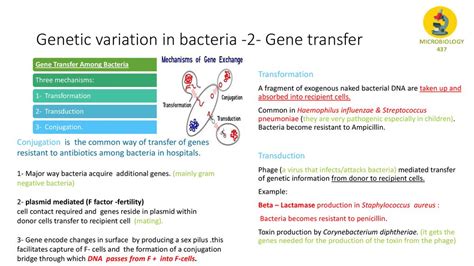 Microbiology Lecture 1 Bacterial Structure Functions Genetics