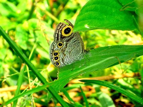 Naturaleza Hoja Flora Al Aire Foto Gratis En Pixabay Pixabay