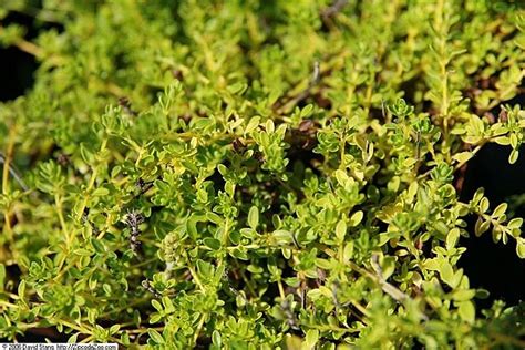 Wild Thyme Thymus Polytrichus Identification Guide