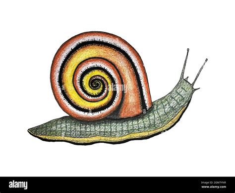 Dibujo De Caracol A Mano Color De Boceto Naranja Amarillo Aislado