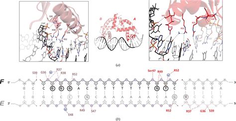 Iucr Structural Insight Into Dna Recognition By Bacterial