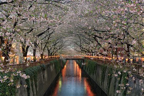 THE LIFE NEUROTIC WITH STEVE'S ISSUES - cherry blossoms over tokyo’s ...