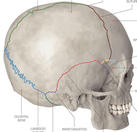 Sutures Diagram Quizlet