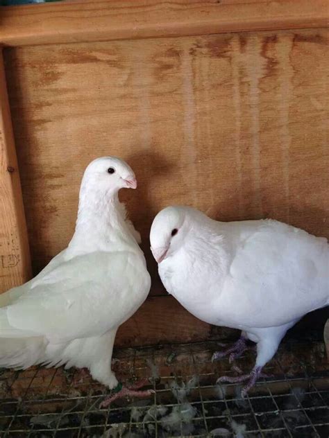 Antwerp Coops: A Guide to Pigeon Breeds