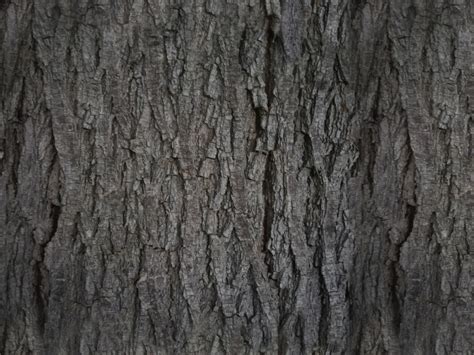 Dark Tree Bark Texture To Download Manytextures