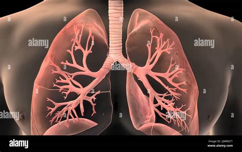 Órganos pulmonares localizados en la cavidad torácica del tórax