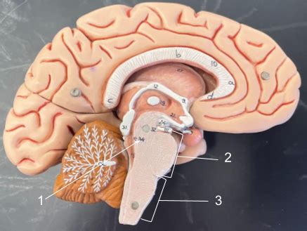 Brain Anatomy Sheep Brain Dissection Pt 3 4 Flashcards Quizlet