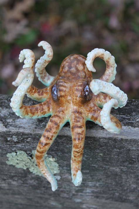 baby octopus. | Baby octopus, Octopus photography, Octopus