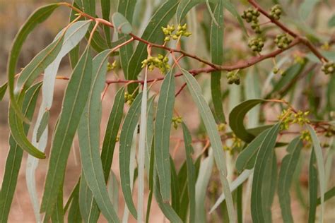 4,084 Corymbia Maculata Royalty-Free Photos and Stock Images | Shutterstock