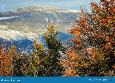 Beautiful Colorful Frozen Foliage In The Autumn Stock Photo Image Of