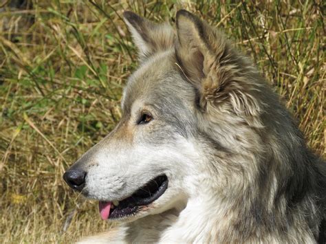 Perché non dobbiamo avere paura dei lupi in pianura padana la