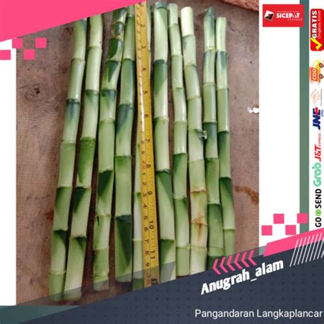 Jual Bibit Bambu Hoki Sri Rejeki Ukuran Cm Shopee Indonesia