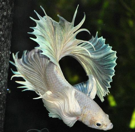 Betta Fish Facts - Betta Fish Care - A Betta Fish Must Read! | Betta ...